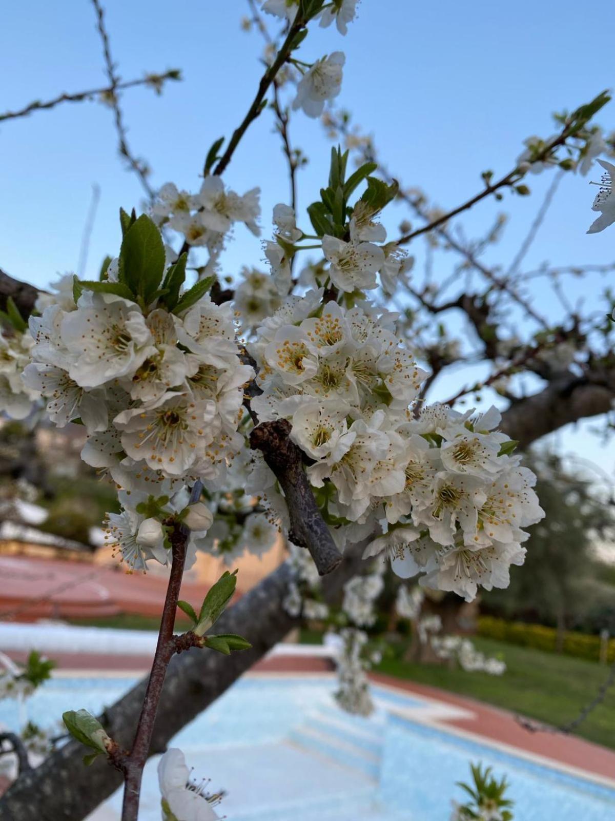 B&B La Rosa Salerno Eksteriør billede